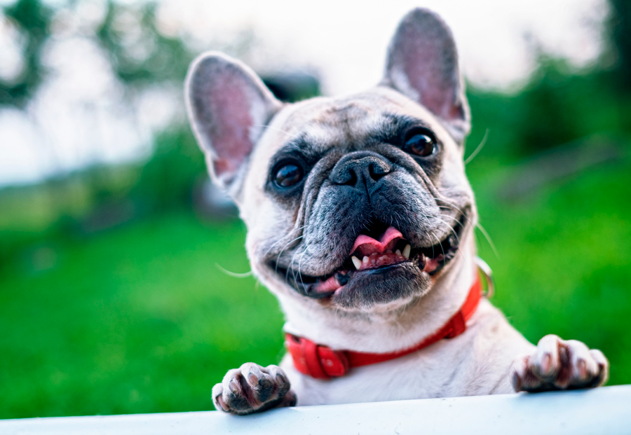 Pet Insurance Cover Spain For Expat Owners In Pet Insurance